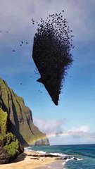 #The lively birds on the coast #birds #coast #birds