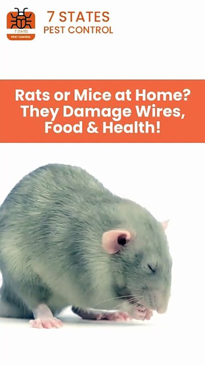 Affordable Rodent Control in Melbourne | 7 States Pest Control