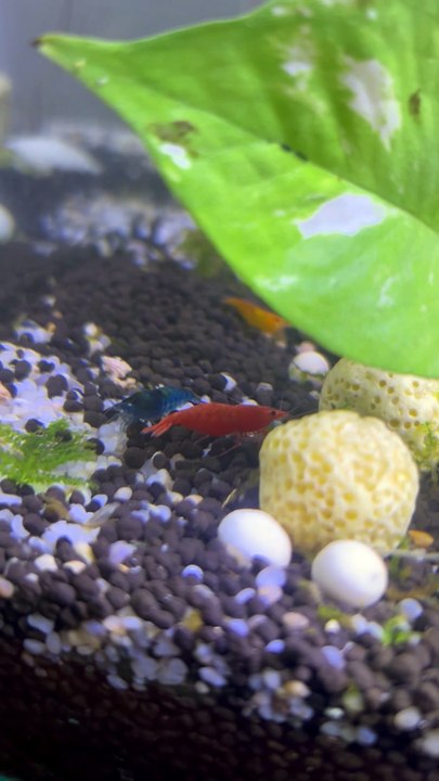Blue and red shrimp in my aquarium tank
