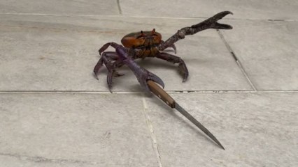 Crab pulls off the most unexpected escape plan with knife in claw