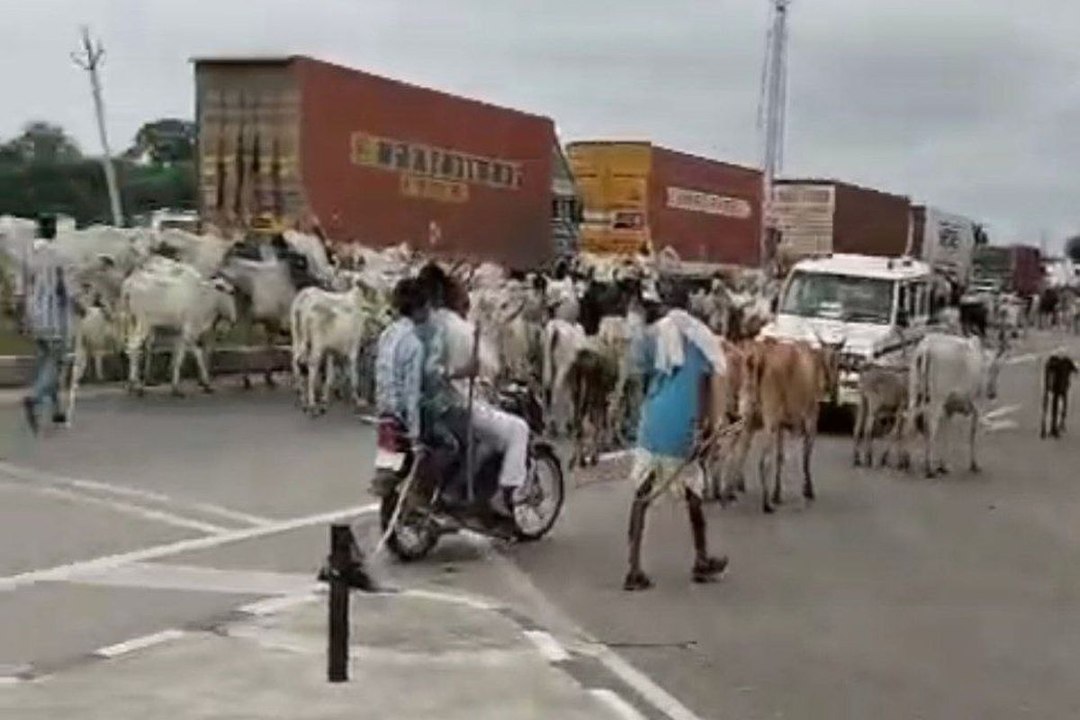 swm news: डंडे के जोर पर 30 किमी से ज्यादा दूर से घेरकर लाए गोवंश