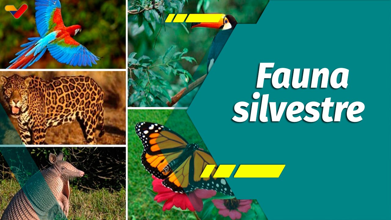 Punto Verde | Minec: Garantía de protección y conservación de la fauna silvestre en Venezuela