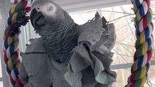 parrot talks to alexa 😂 this convo is pure comedy!