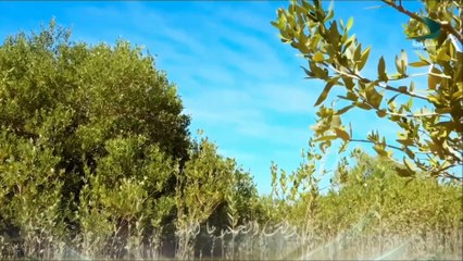 أذان المغرب على قناة الشرقية من كلباء ٢٠٢٥