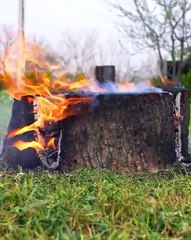 Remove a tree stump without damaging roots!