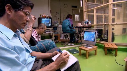 Chimp vs Human: Memory Test