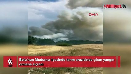 Bolu'da anız yangını ormana sıçradı