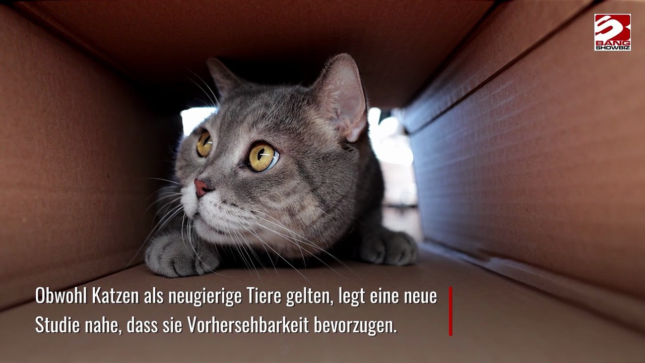 Katzen sind nicht neugierig