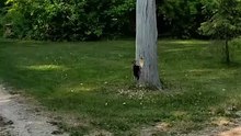 woodpecker drilling a hole in the tree amazing!
