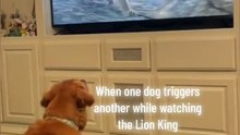 dogs watching TV 😂😂😂