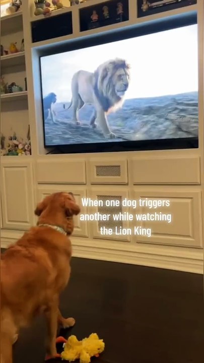 dogs watching TV 😂😂😂
