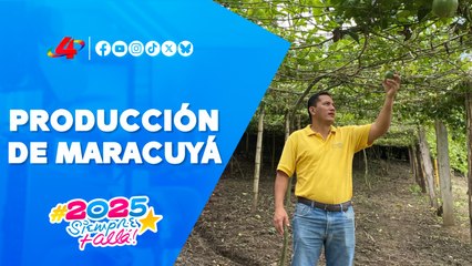 🌱📈 Producción de Maracuyá en Matagalpa crece gracias al apoyo del INTA 🍈