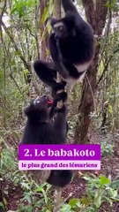 Le fascinant cri des singes !