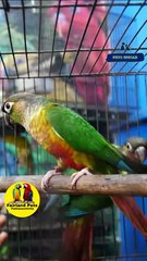 Yellow Sided Conure | യെല്ലോ സൈഡഡ് കോന്യൂർ ജോഡി |  9544495581 / 9745382306
