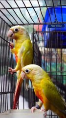 Sun Cheek Conure | സൺ ചീക് കോന്യൂർ ജോഡി |  9544495581 / 9745382306