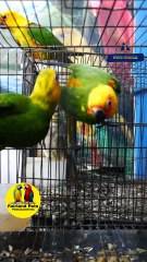 Jandaya Conure | ജണ്ടായ  കോന്യൂർ ജോഡി |  9544495581 / 9745382306