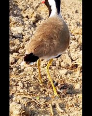 All video about birds life and hunting birds etc