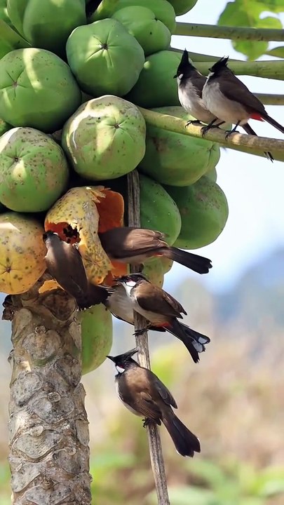 All video about birds life and hunting birds etc