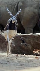 All video about birds life and hunting birds etc