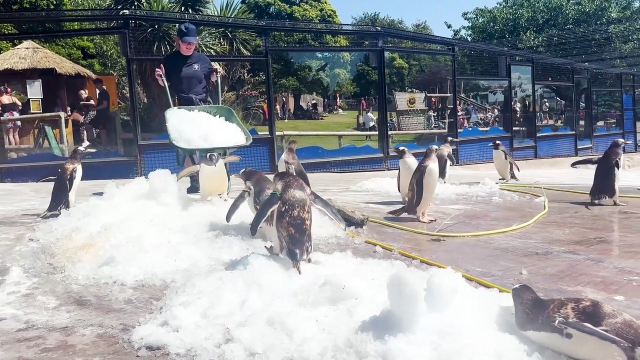 Edinburgh Zoo penguins cool down in ice