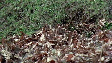 Presuda (1977)