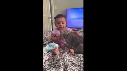 Baby Bites Cat on Its Head