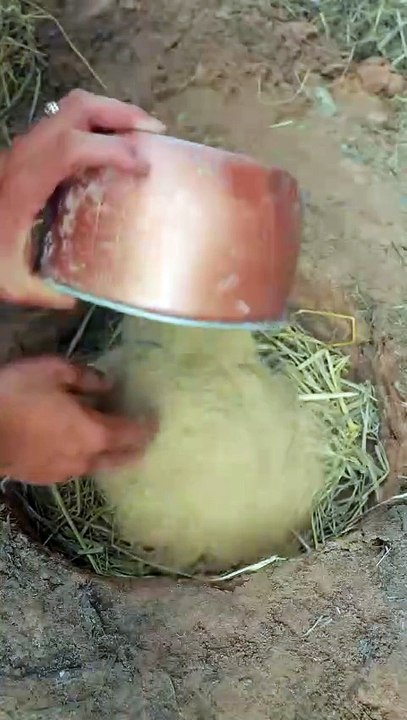 A Hen Try Hatching 20 Eggs in Soil Nest _ Chickens Hatching From Eggs #shortvideo