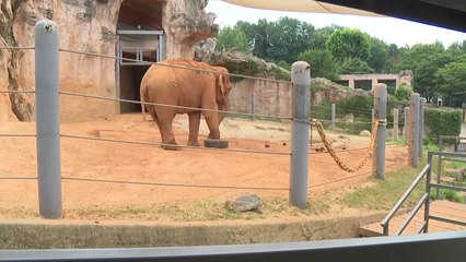 한풀 꺾인 더위에 공원으로...동물과 함께 휴일 나들이 / YTN