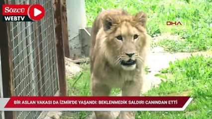 Bir aslan vakası da İzmir'de yaşandı: Beklenmedik saldırı canından etti