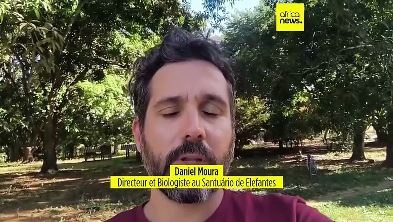 Brésil : un sanctuaire pour '' éléphants solitaires''