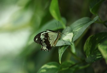 45 farklı tür bu bahçede! 3 milyonu aşkın ziyaretçi ağırladı