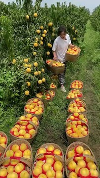 Really these fruits taste unique🍓🍉🍒🍎#fruit​ #nature​ #garden​ #gardening​ #vegetables​