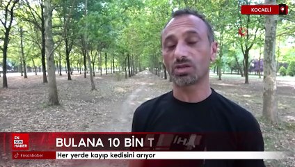 Kocaeli'de her yerde kayıp kedisini arıyor: Bulana 10 bin tl ödül
