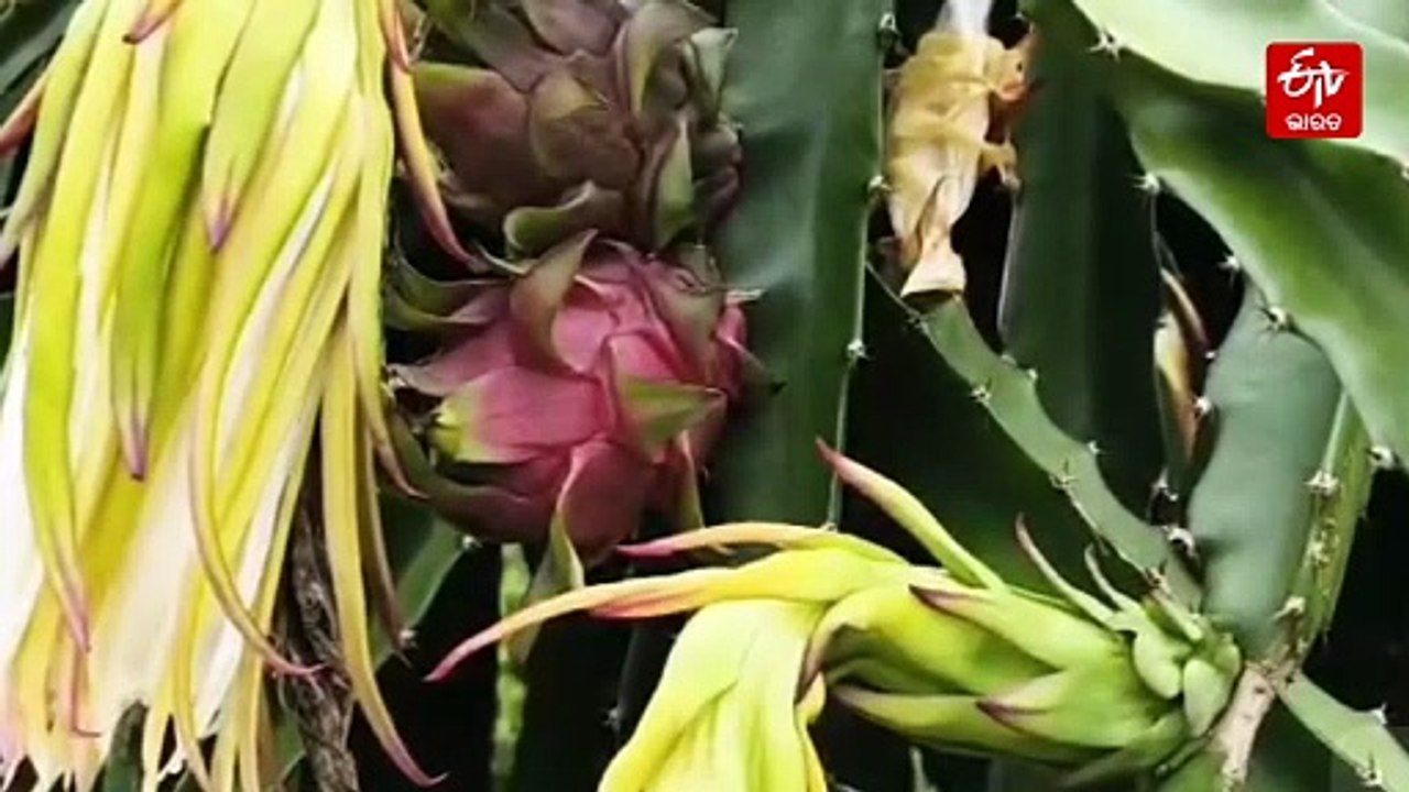 ବନ ବିଭାଗ ୱାଚରରୁ ସଫଳ ଚାଷୀ, ବାର୍ଷିକ ରୋଜଗାର 5ରୁ 6 ଲକ୍ଷ