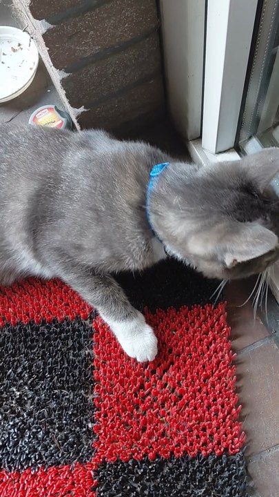 I’m Not Leaving Without Snacks - Cats strategy! 😼🍗 #cats #funny