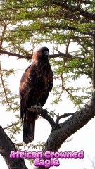 African Crowned Eagle Africa’s Bone-Crushing Predator