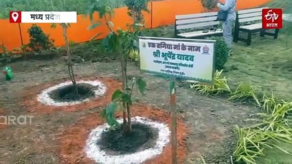 क्लीन सिटी का ग्रीन संकल्प, रेवती रेंज में फिर लहलहा उठे 51 हजार पौधे