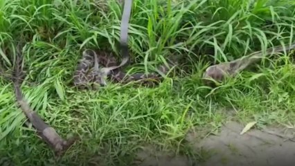 കോട്ടയം പറേച്ചാലിൽ പരിക്കേറ്റ നിലയിൽ കണ്ടെത്തിയ പെരുപാമ്പിനെ ചികിത്സ നൽകി വിട്ടയച്ചു