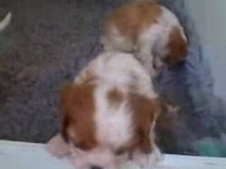 Lets Play - Puppies 14th May