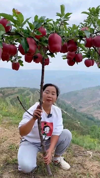Heavy juicy mango and more tasty fresh fruits🍓🍉🍒🍎#fruit​ #nature​ #garden​ #gardening​ #vegetables​