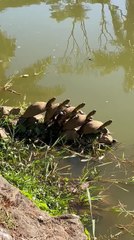 Turtles Take Sunbath While Standing on Each Other's Back