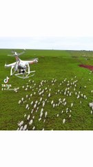 de Bovinos com Drones  Uma revolução silenciosa no pasto