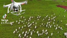 de Bovinos com Drones  Uma revolução silenciosa no pasto