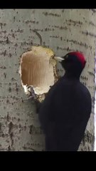 Apple_style_house___._Black_woodpecker._#birds_#wildlife#apple(360p)