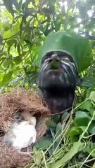 forest_human#_bird#_sound#_call#_shorts#_video(360p)