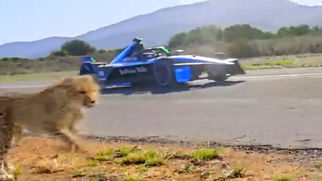 World's Fastest Car Vs Cheetah!  Mr Beast - Mister Beast in English