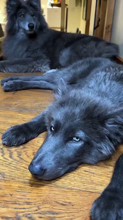 these two dogs look just like wolves stunning duo! 🐺