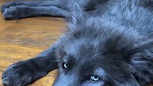 these two dogs look just like wolves stunning duo! 🐺