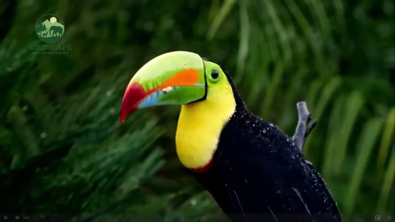 From Owls to Ostriches: Discover the Wonders of Bird Diversity