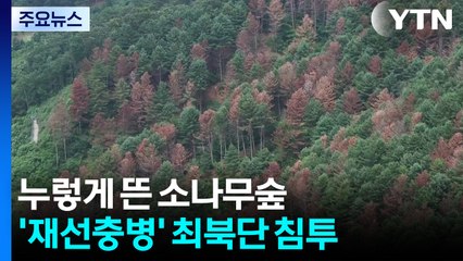 누렇게 뜬 소나무숲...최북단 침투 '재선충병' / YTN